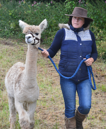 About Sandhills Alpacas