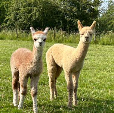 About Sandhills Alpacas