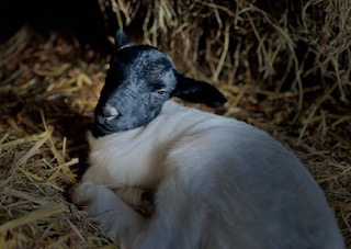 Coloured Ryelands & Dorper Sheep